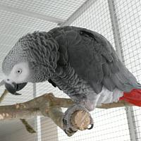 Coko-Niki