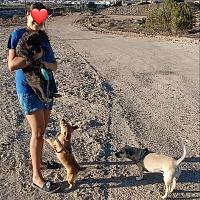 pethousesitter