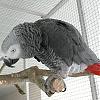 Coko-Niki