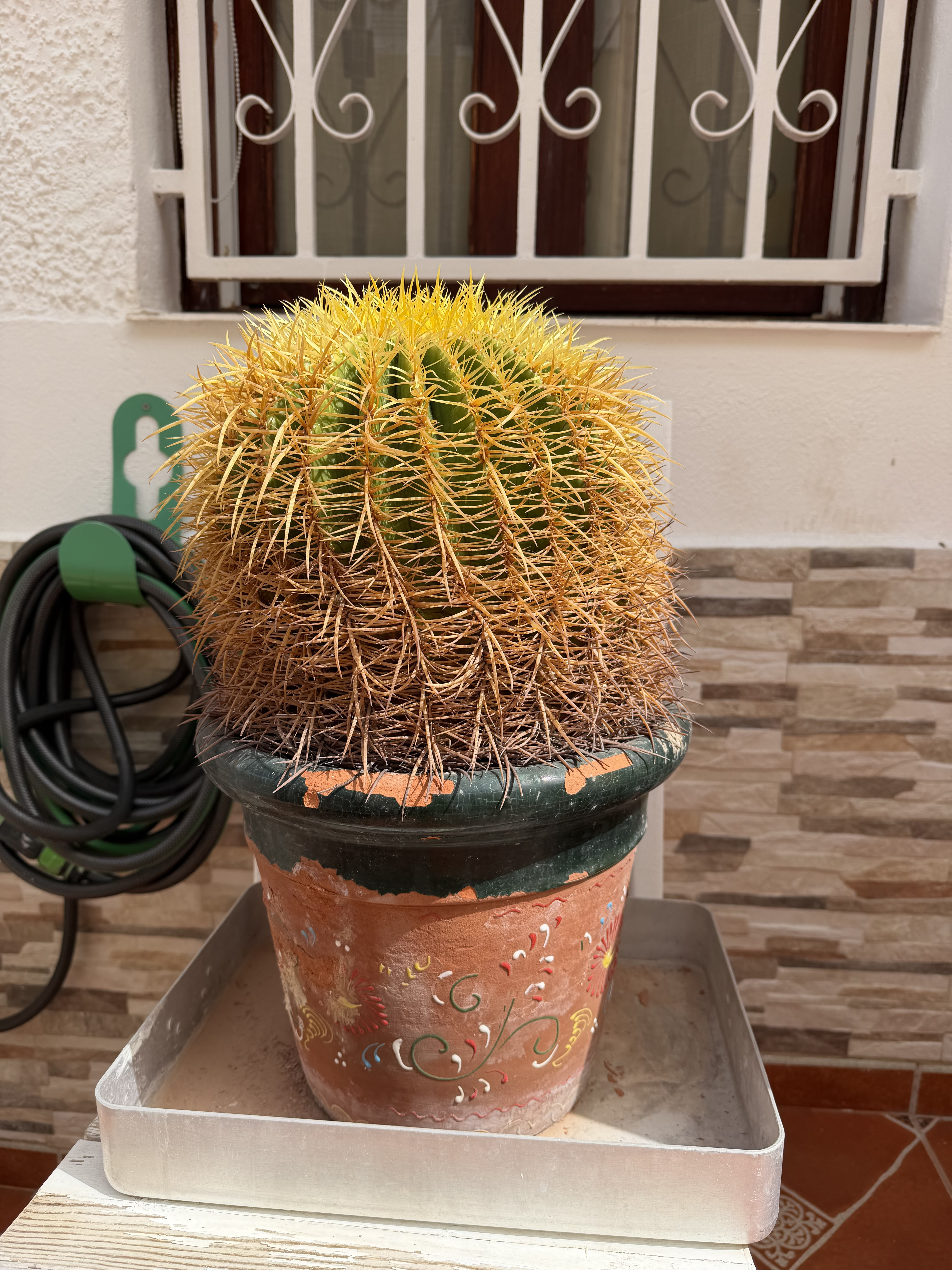 Kaktus